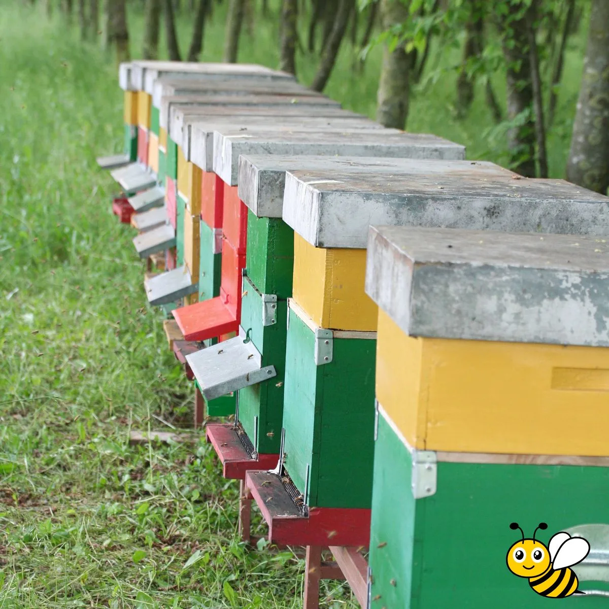 colorful beehives in the woods