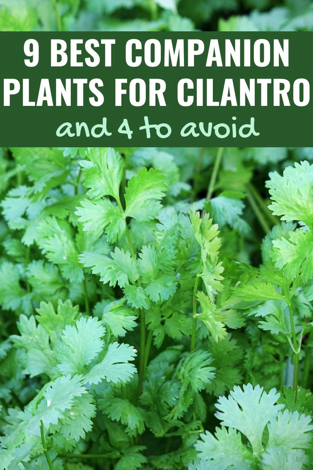 9 Best Companion Plants for Cilantro - and 4 to avoid