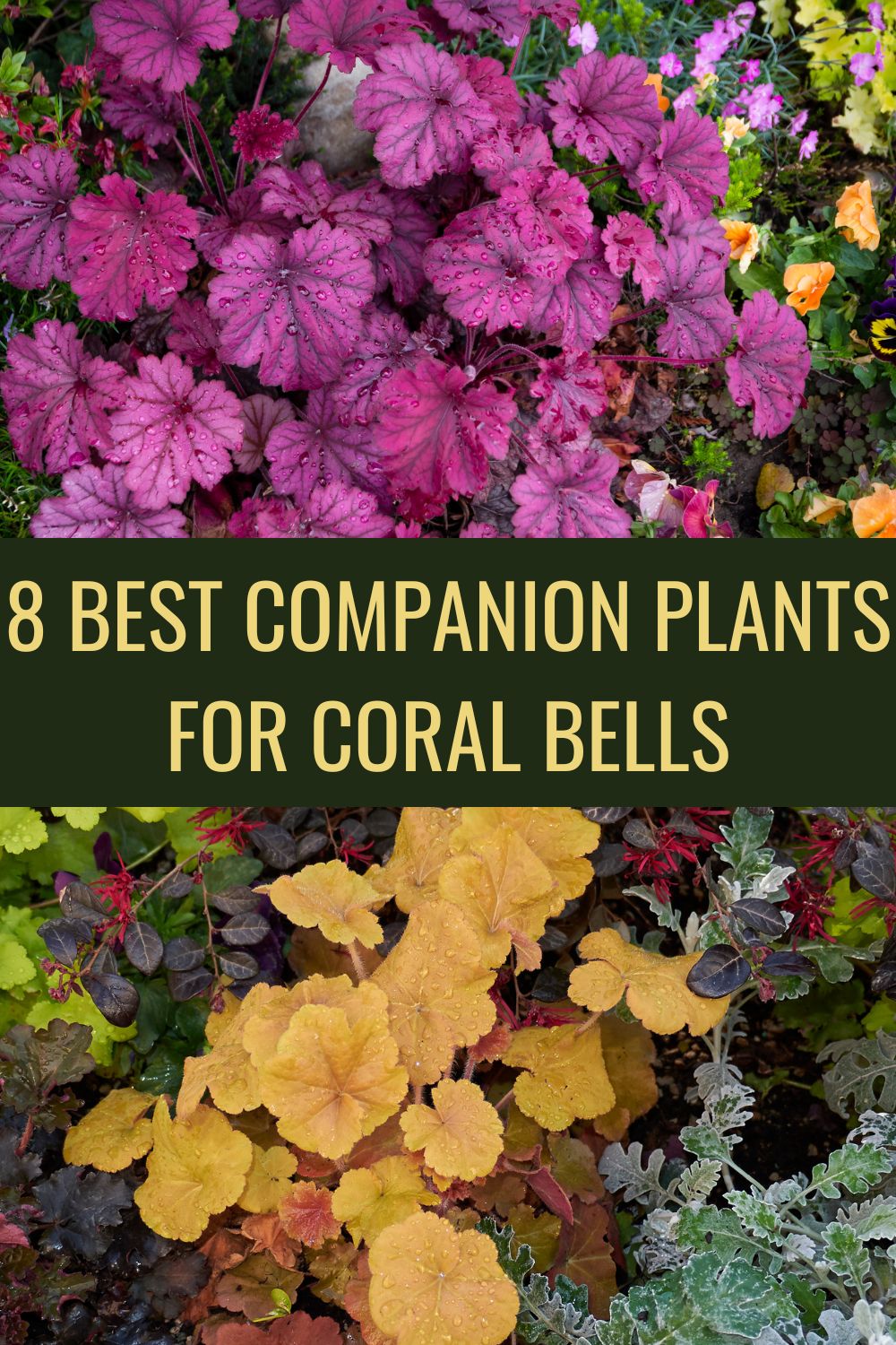 Image of Coral bells fern companion plants for indoors