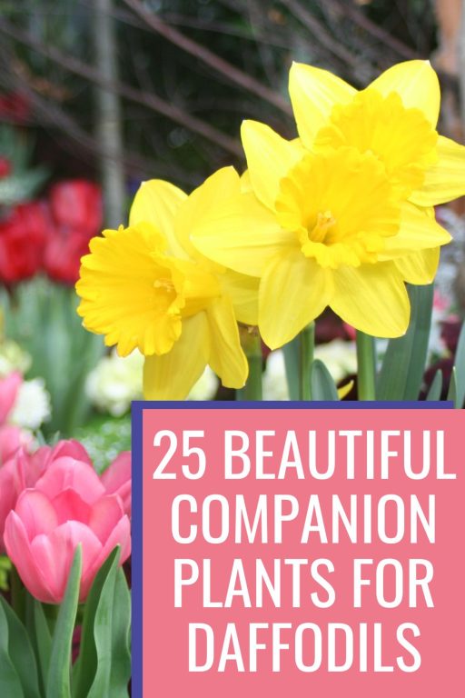 25 Delightful Companion Plants For Daffodils