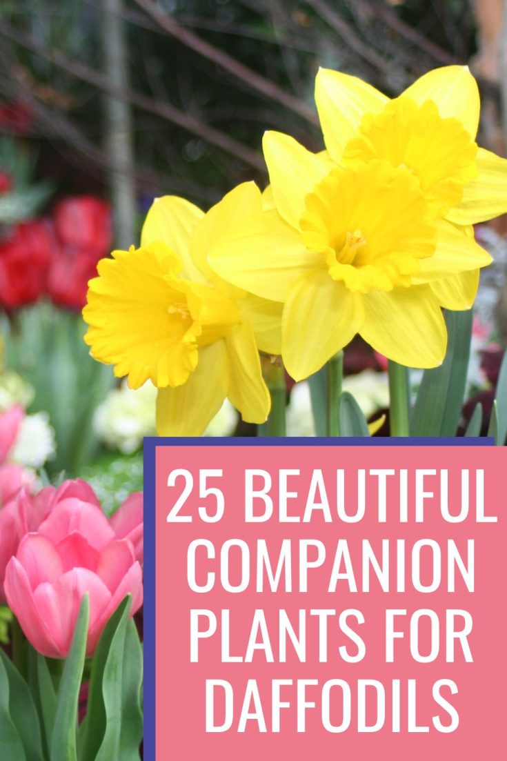 25 Delightful Companion Plants For Daffodils