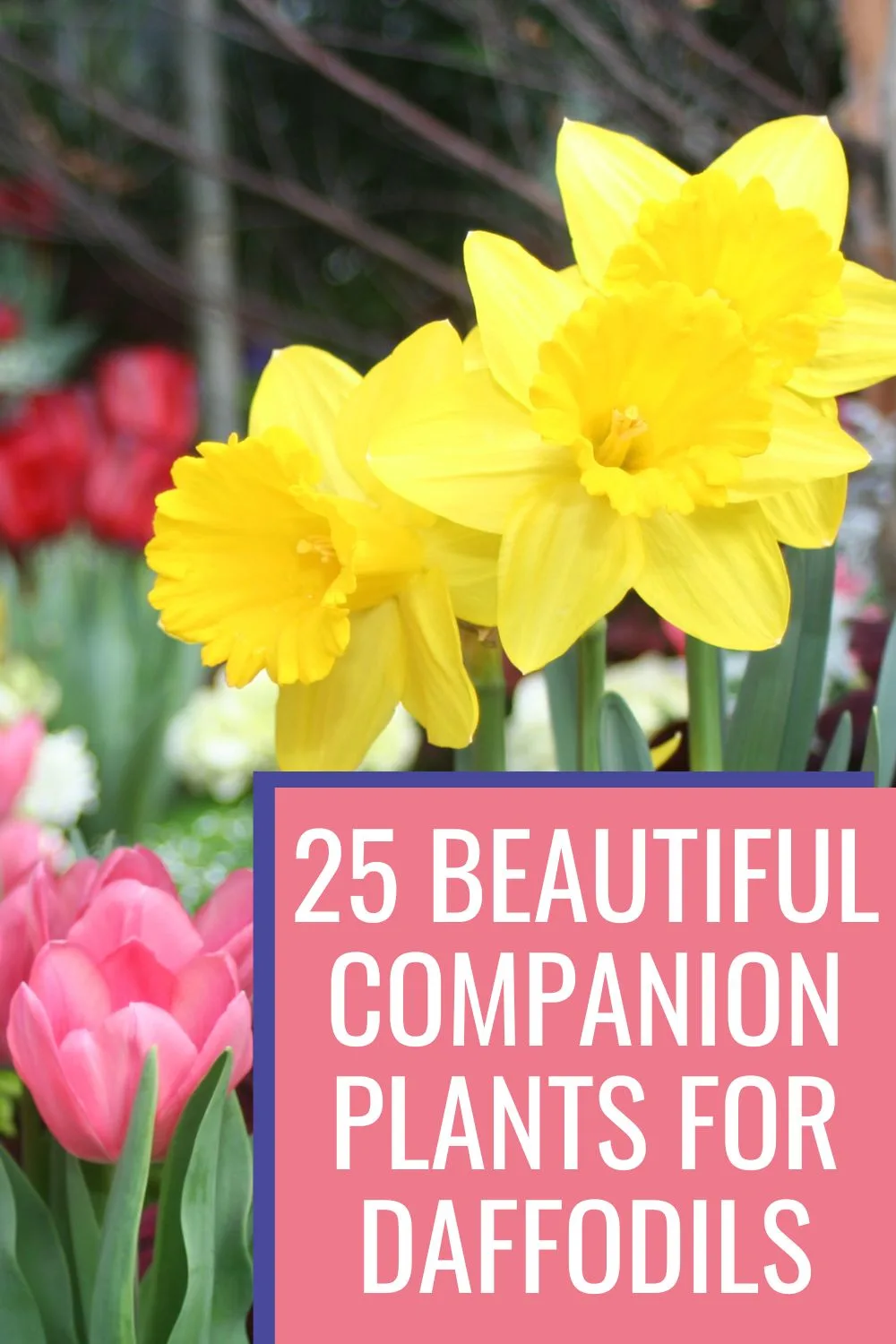 25 beautiful companion plants for daffodils