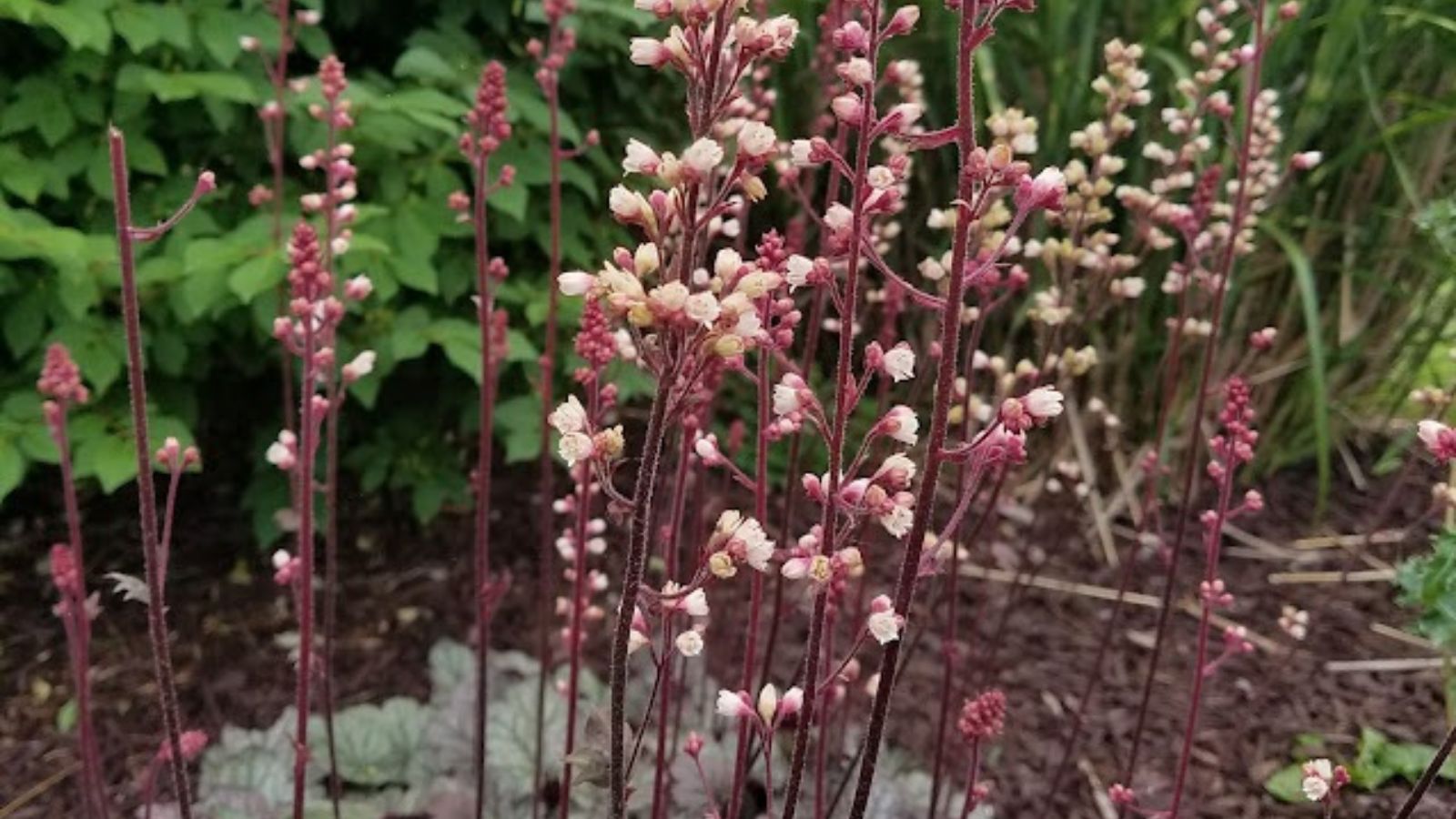 Coral bells flowers.