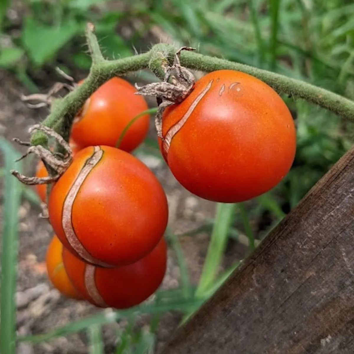 a cluster of cracked cherry tomatoes