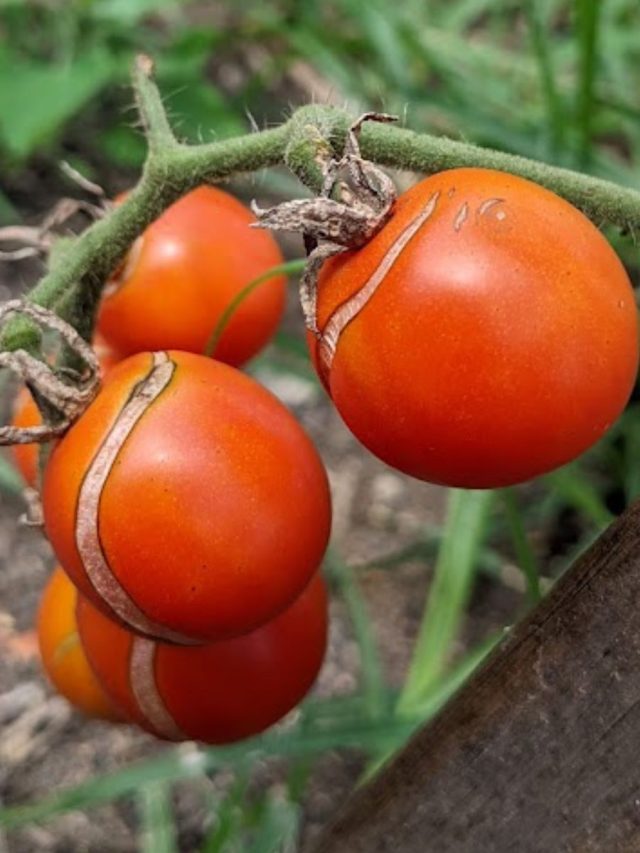 5 Ways to Use Split Tomatoes