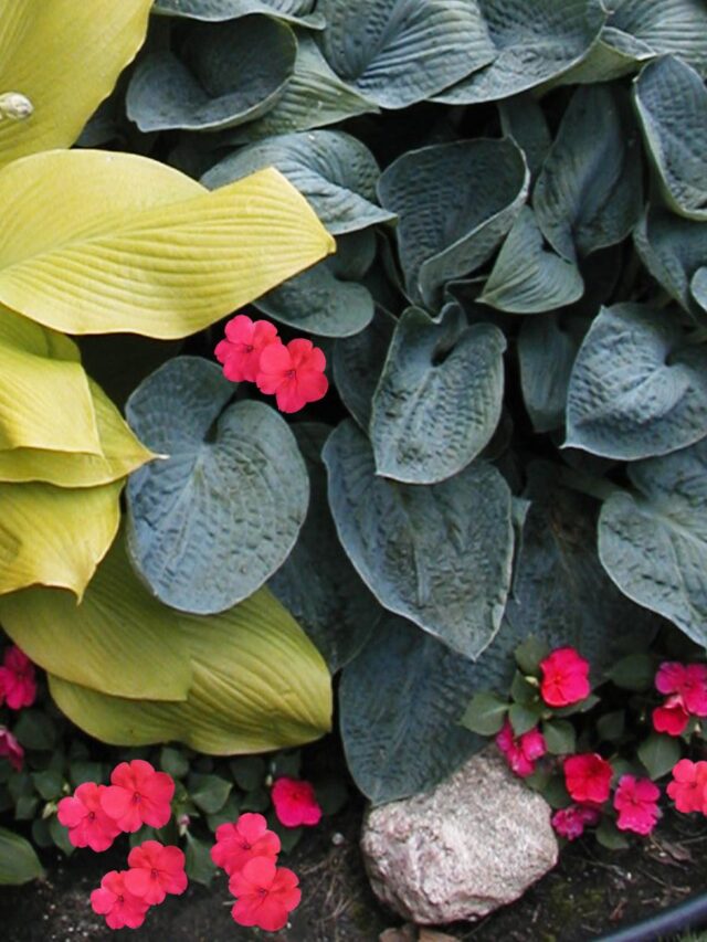 What to Plant With Hostas For An Eye Catching Garden Display