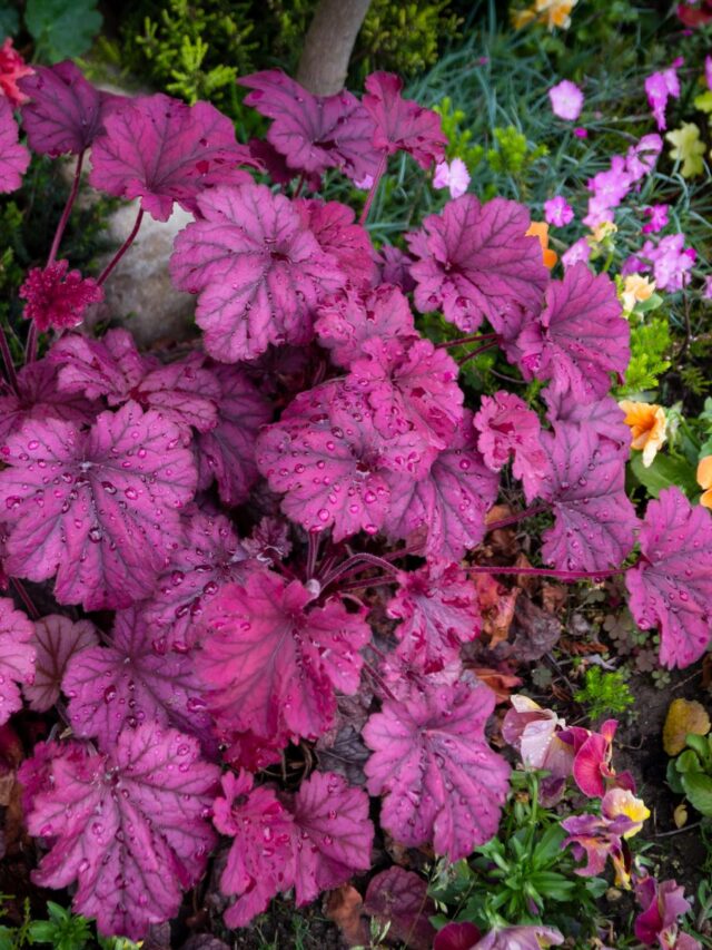What to Plant With Coral Bells for a Beautiful Woodland Garden