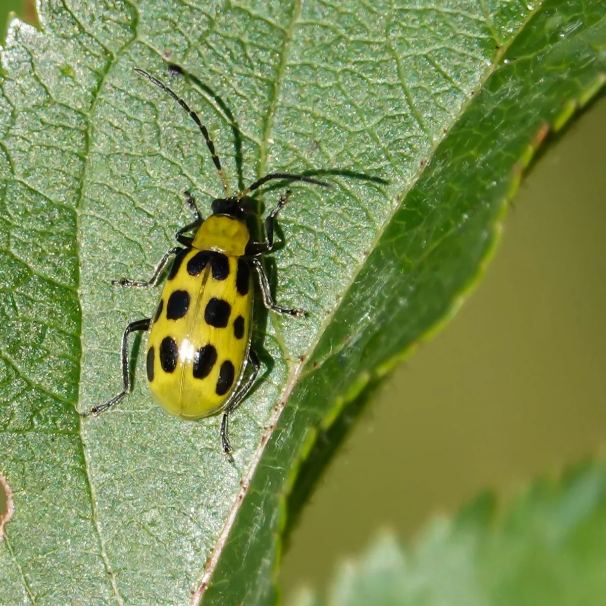 yellow with black spots cucumber beetle