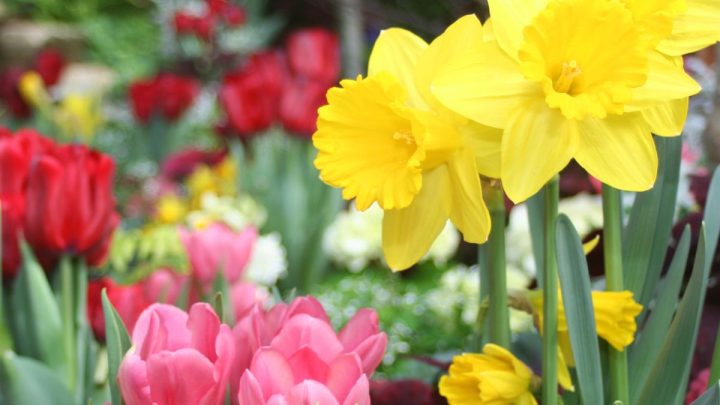 25 Delightful Companion Plants For Daffodils
