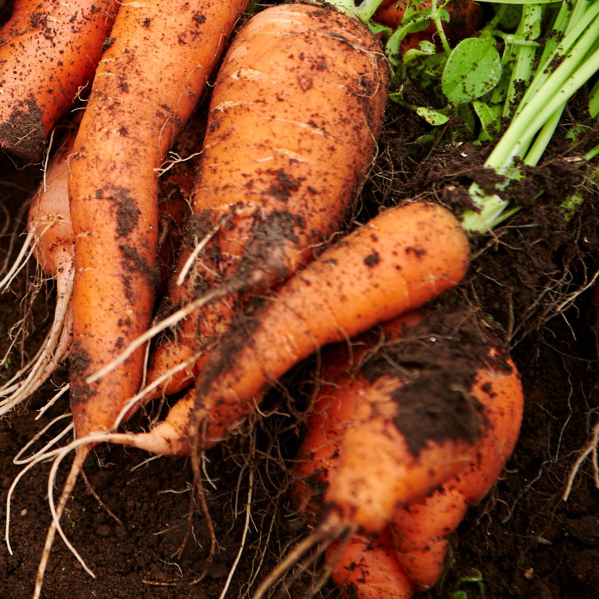 diseased carrots with holes made by pests