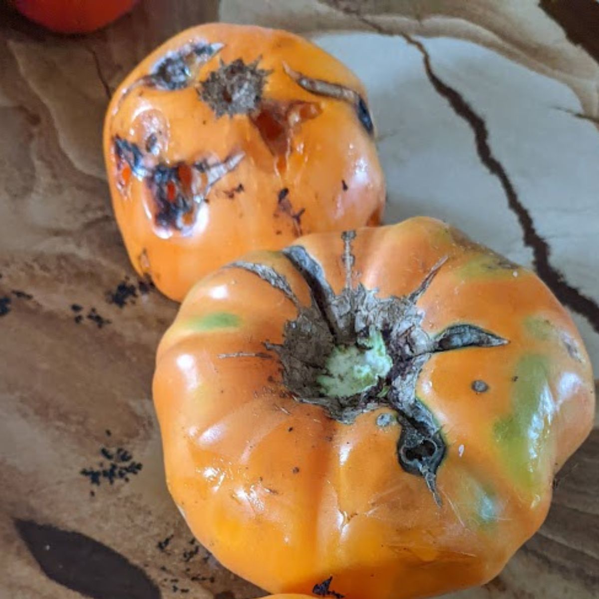 diseased orange tomatoes