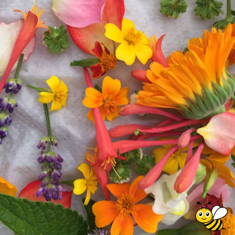 List Of Edible Flowers 50 Flowers You Can Eat
