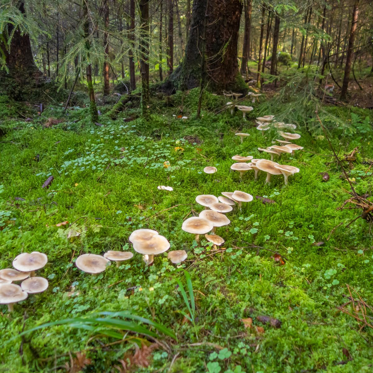 fairy ring mushrooms