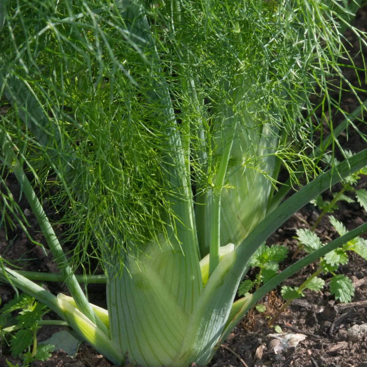 fennel plant growing in the garden.