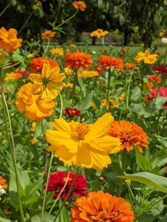 a field of zinnia flowers in multiple shdes of red, yellow and orange