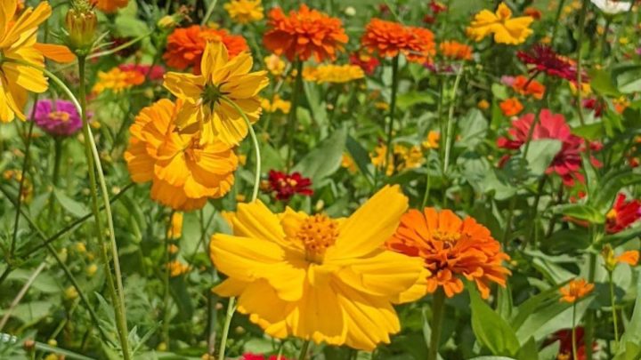 21 Special Garden Holidays To Celebrate Every Year