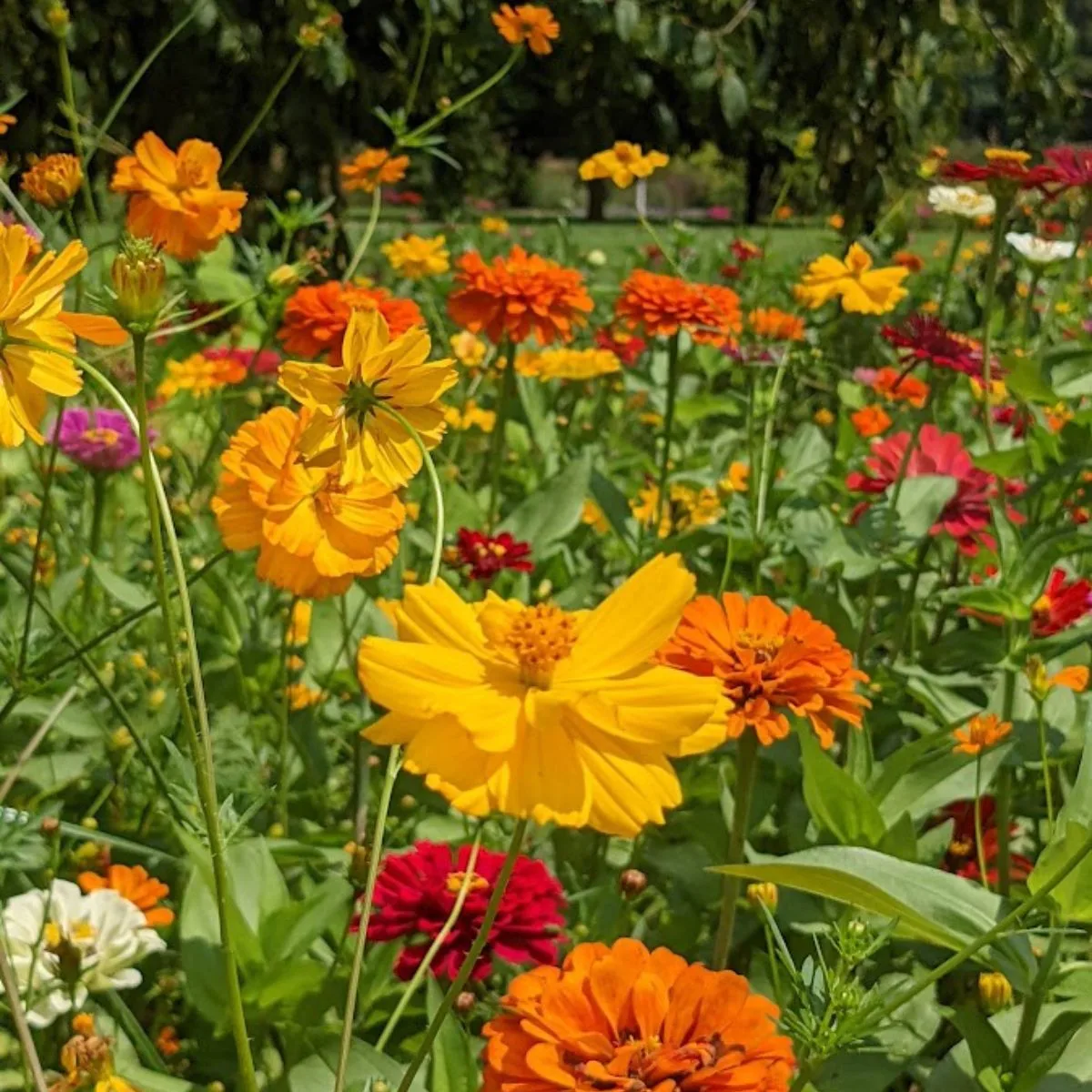 a field of zinnia flowers in multiple shdes of red, yellow and orange