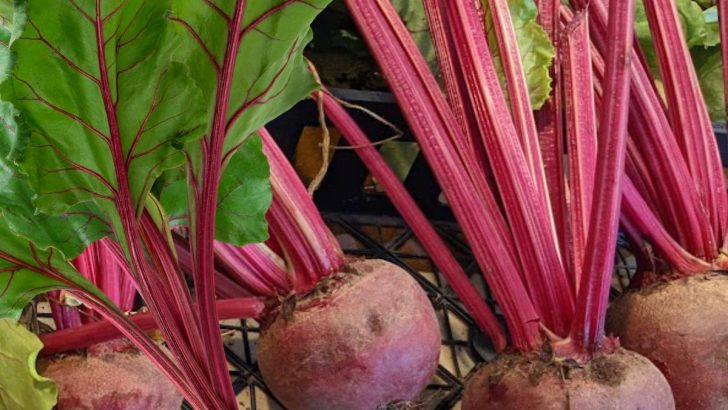 What to Do with Beets: 12 Tasty Ways to Enjoy Them