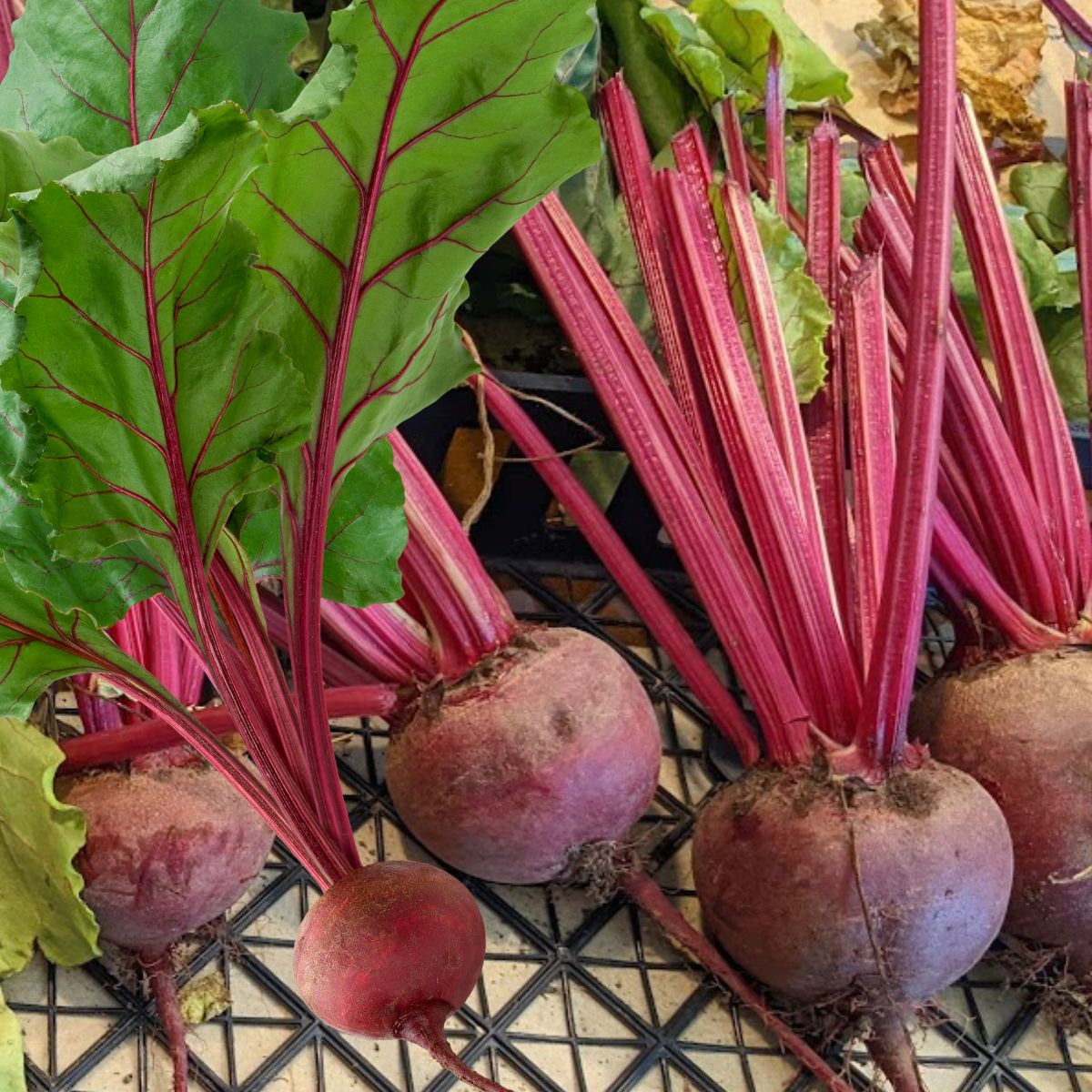 fresh beets in a basket.