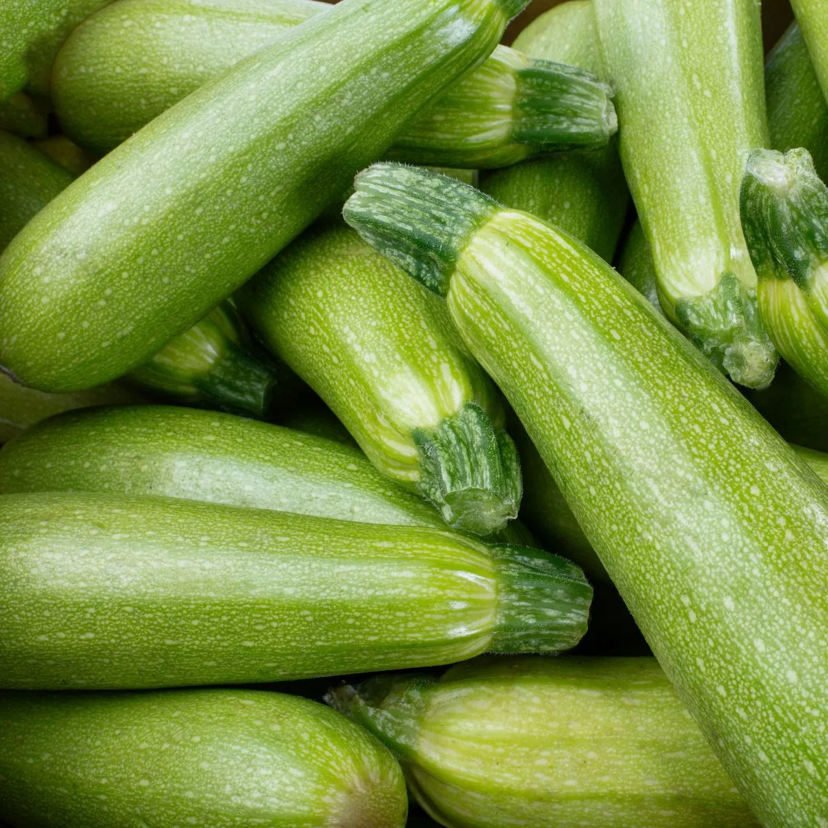 a bunch of fresh zucchini