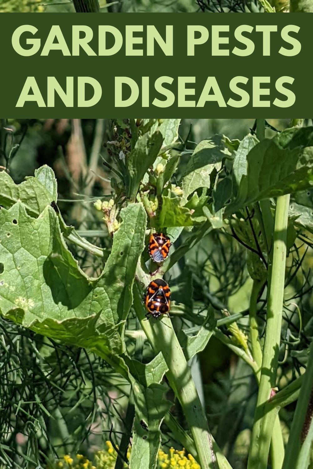 Garden Pests and Diseases