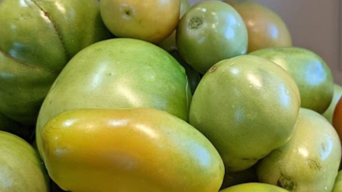 Green tomatoes at the end of the season.