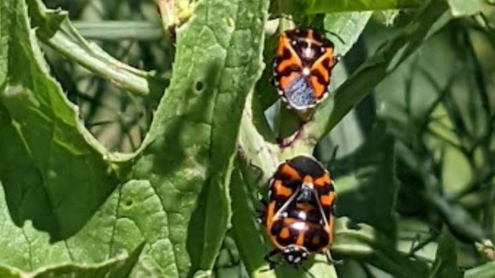 Garden Pests and Diseases – How to Save Your Vegetables, Herbs, and Flowers