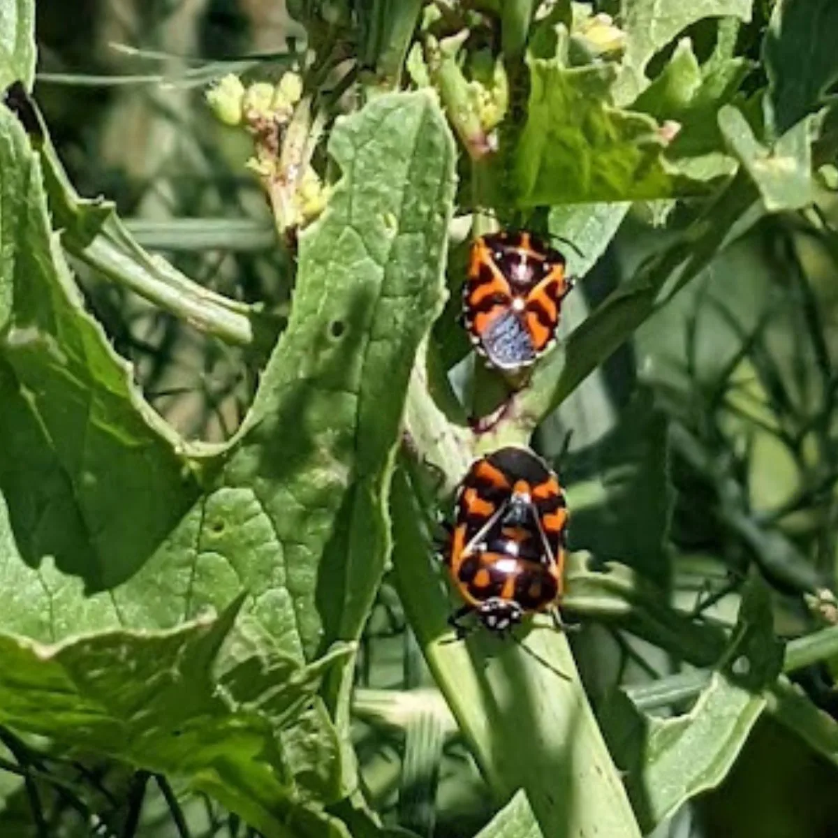 harlequin bugs in my garden