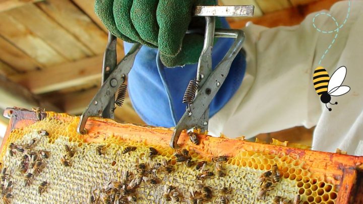 Quick Introduction to Beekeeping