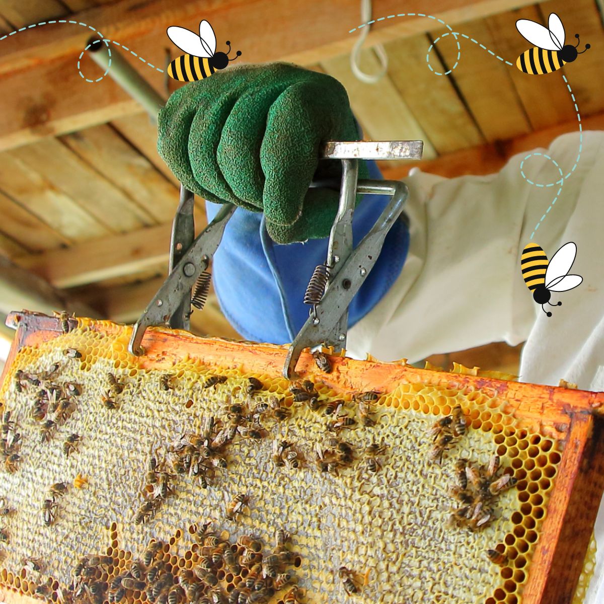 honeybees at work 