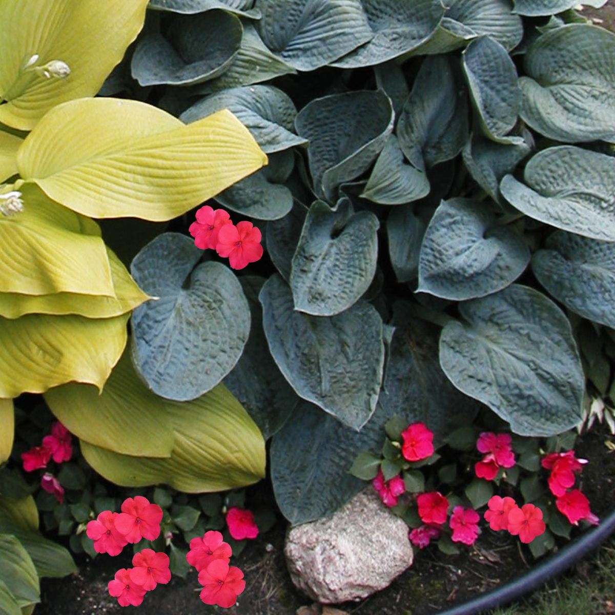 hostas and impatiens planted together