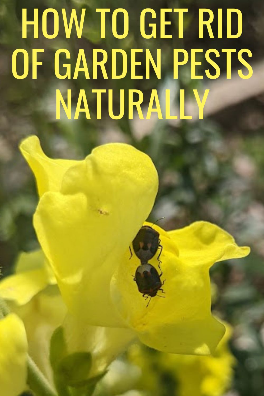 How to get rid of garden pests naturally