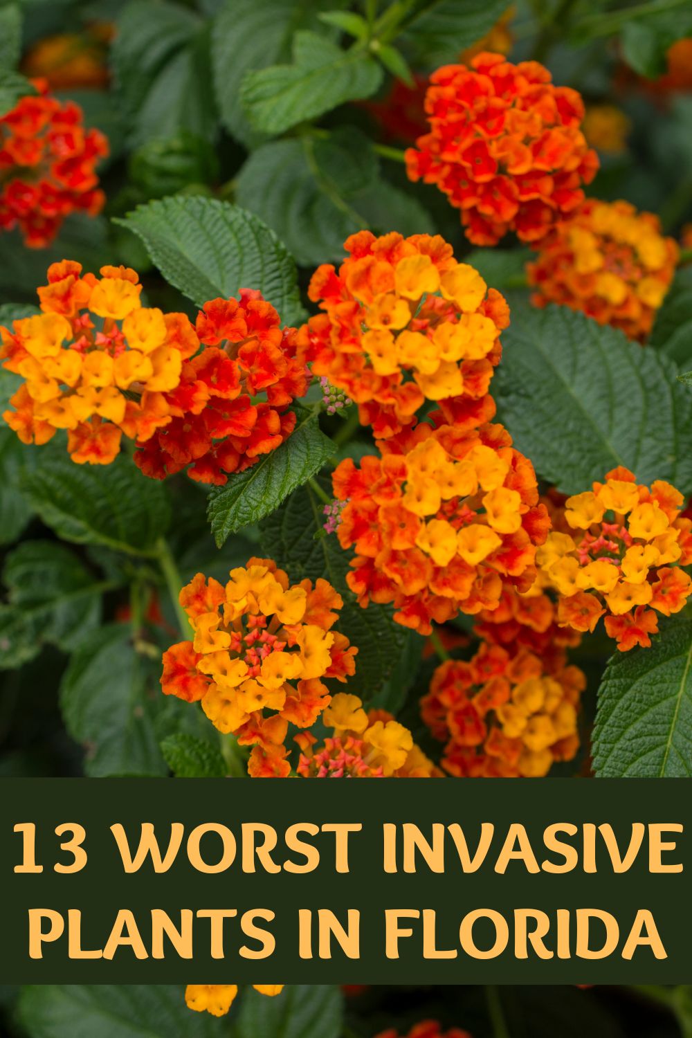 13 worst invasive plants in Florida