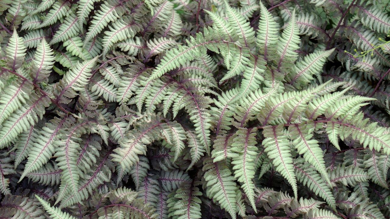 Japanese painted fern.