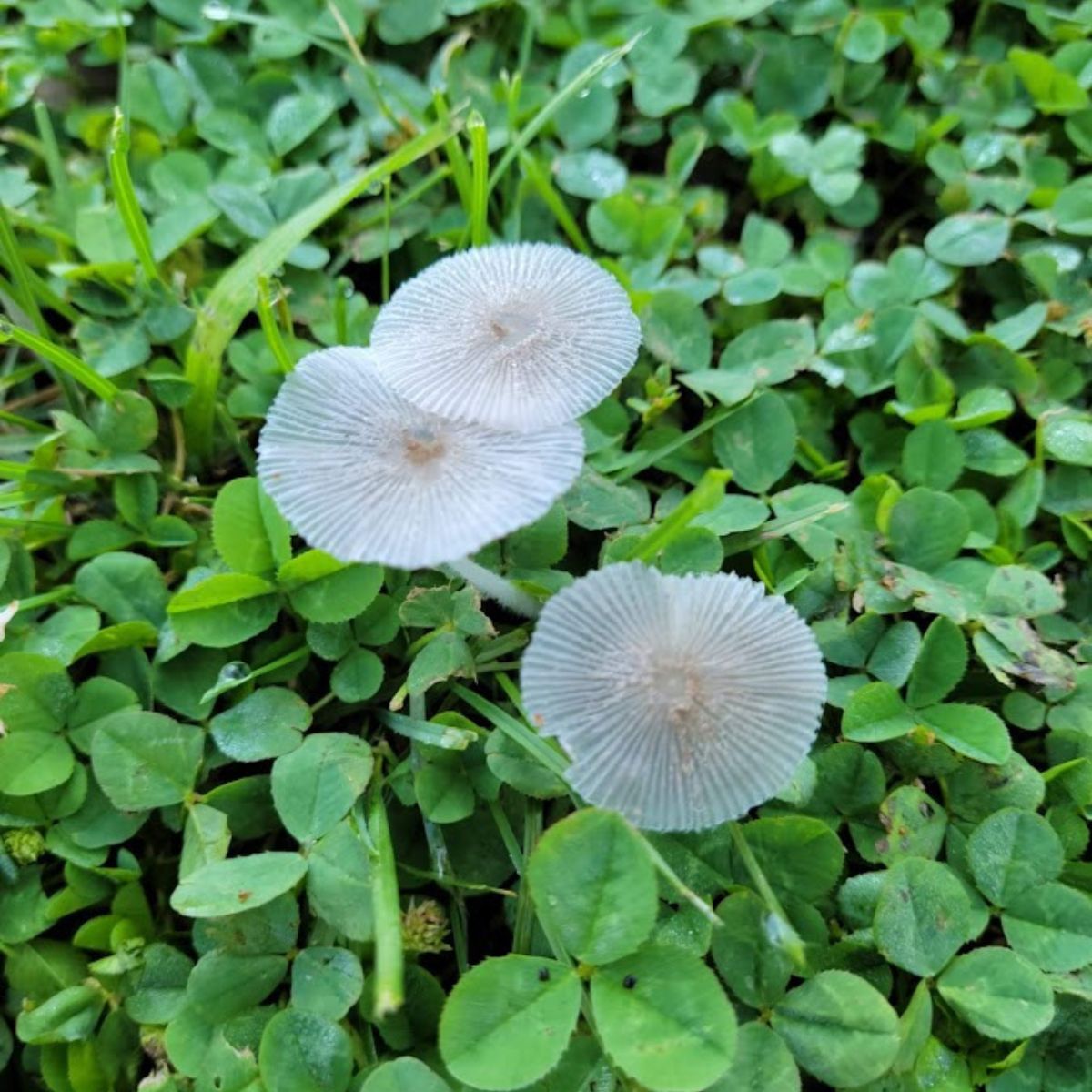 Japanese parasol mushrooms