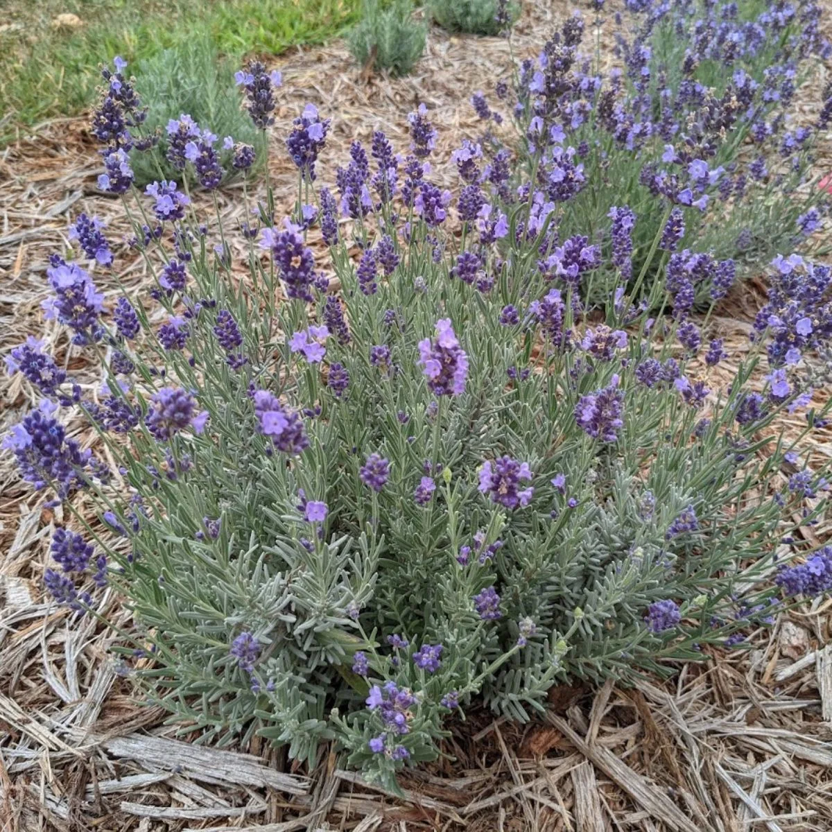 lavender blooming in my garden