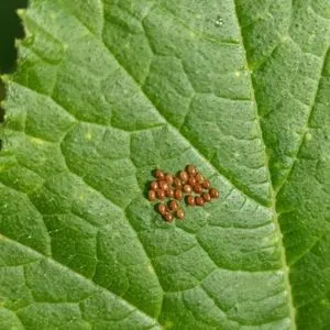 squash bug eggs on a zucchini leaf