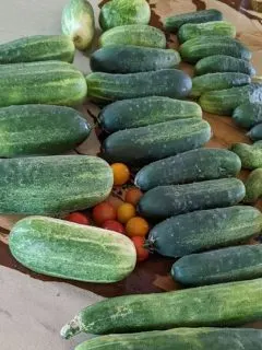 a pilew of cucumbers on my countertop