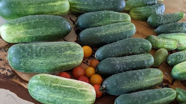 What to Do With Too Many Cucumbers – 11 Easy Ways to Preserve Your Excess