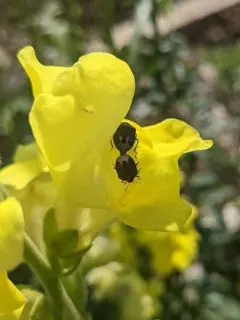 mating mini harlequin bugs on a yellow snapdragon flower