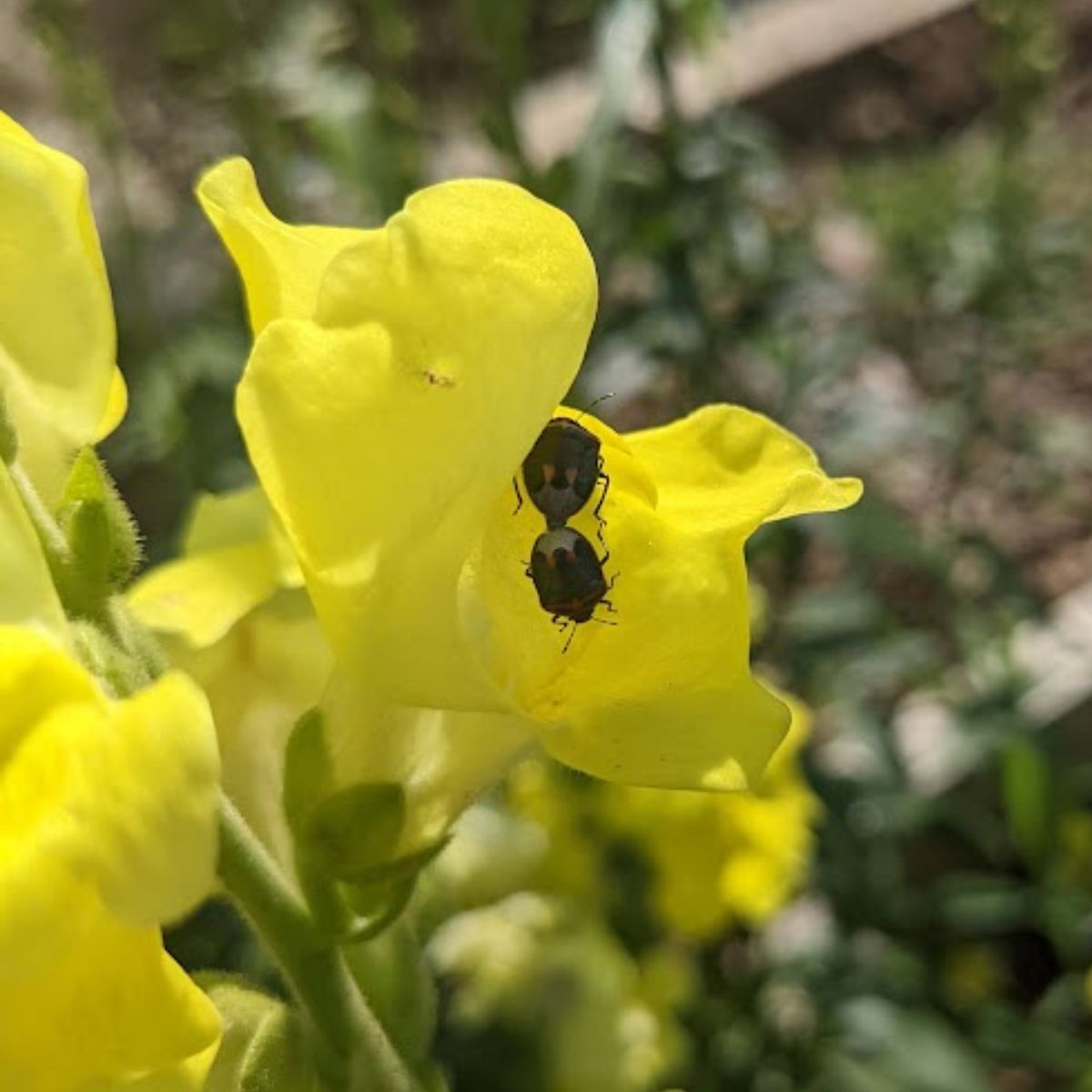 mating mini harlequin bugs on a yellow snapdragon flower