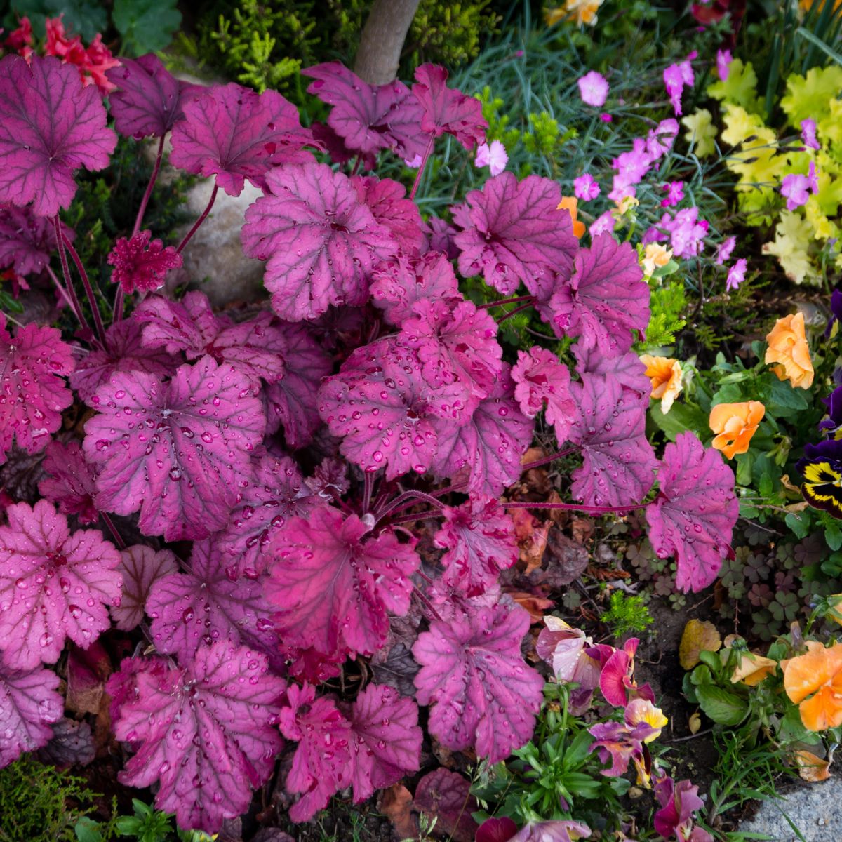 Image of Azaleas companion plant for coral bells