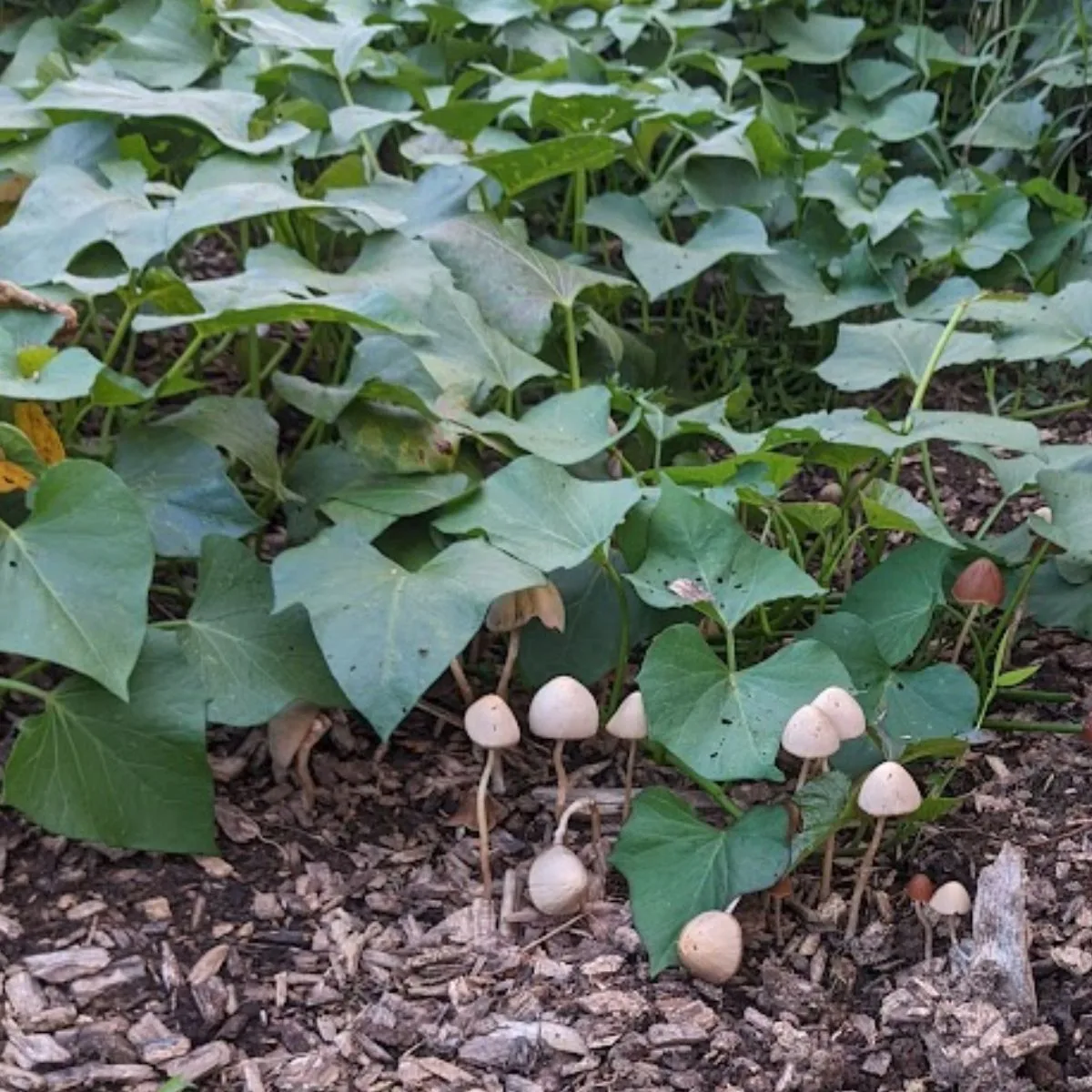mushrooms growing next to our sweet potato vines