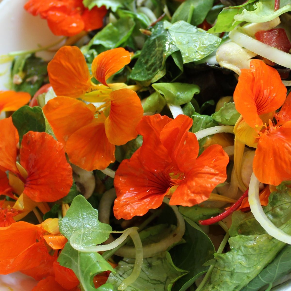 nasturtium flowers added to a green salad
