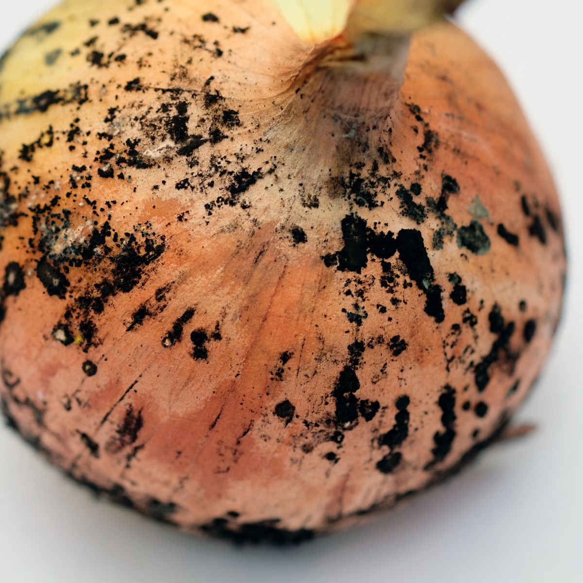 onion black mold