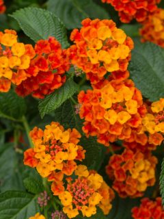 orange lantana flowers