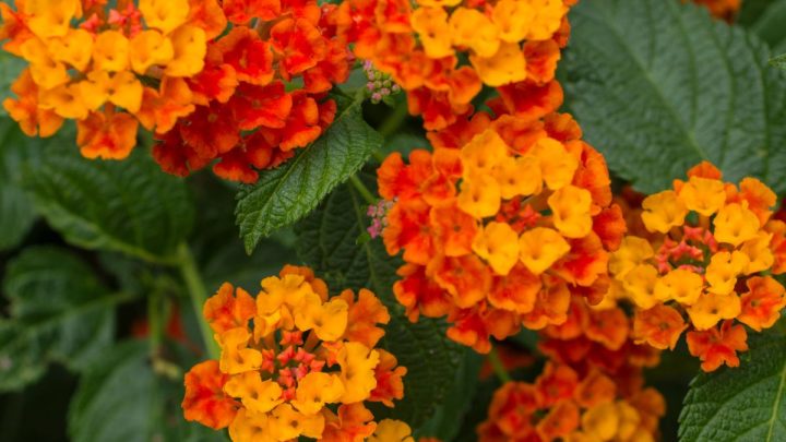 13 Worst Invasive Plants in Florida (And 26 Natives to Grow Instead)
