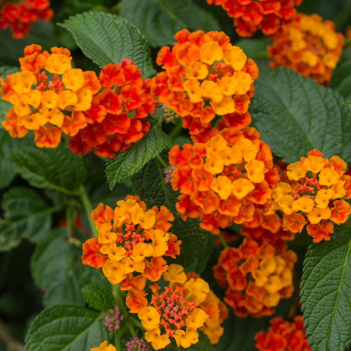 orange lantana flowers