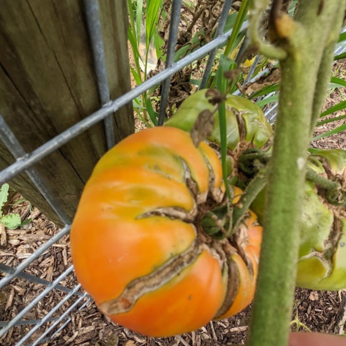 an orange tomato with deep cracks