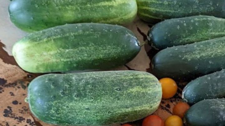 What To Do With Overgrown Cucumbers – 10 Recipes and 5 Other Ideas